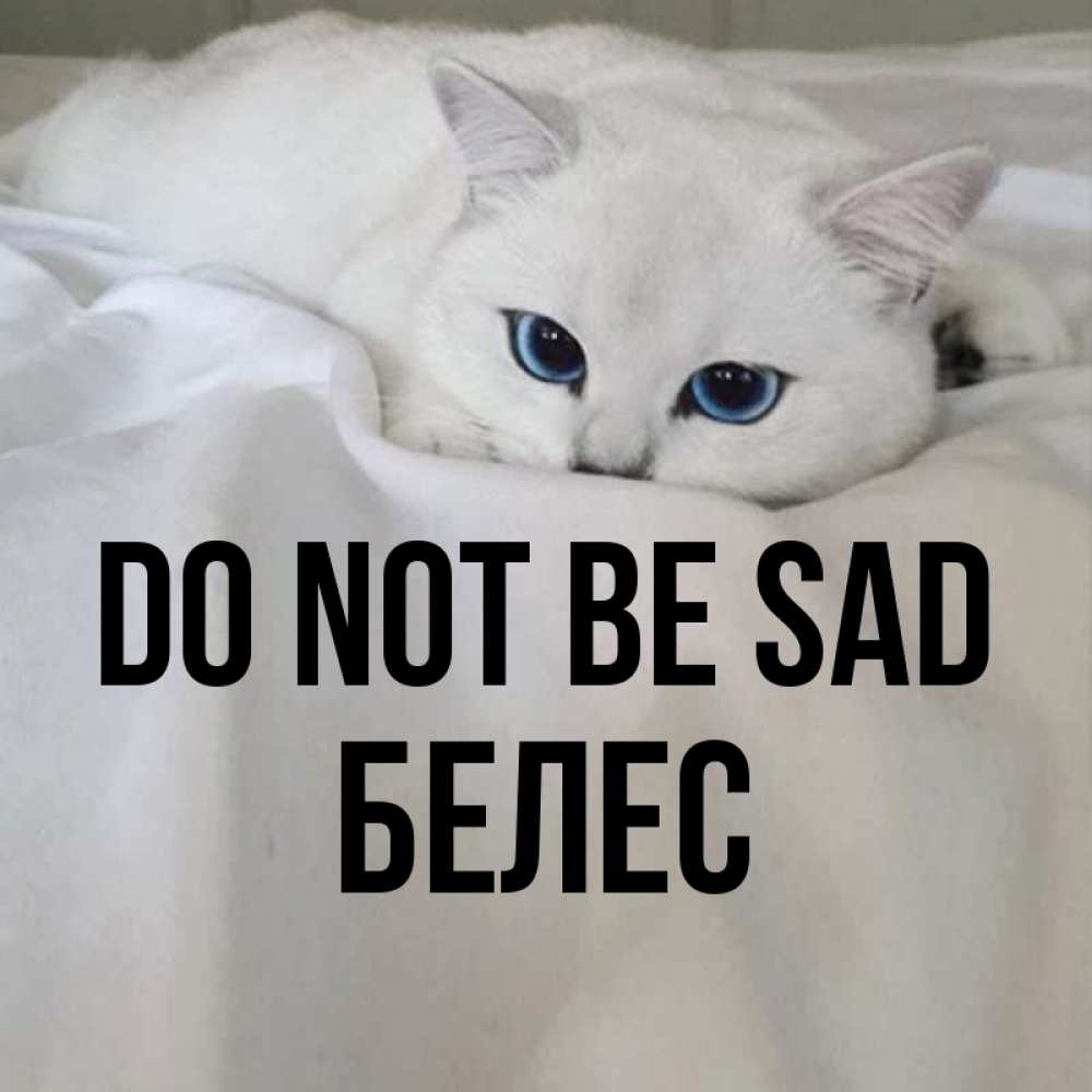 Greetings card с именем, Белес Do not be sad Голубоглазая кошка Greetings with text for free download 