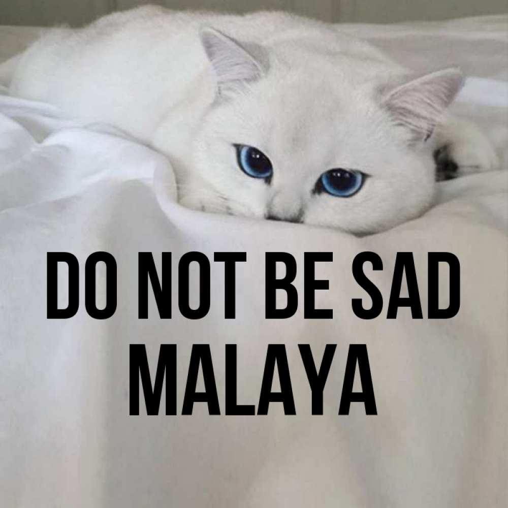 Greetings card с именем, Malaya Do not be sad Голубоглазая кошка Greetings with text for free download 
