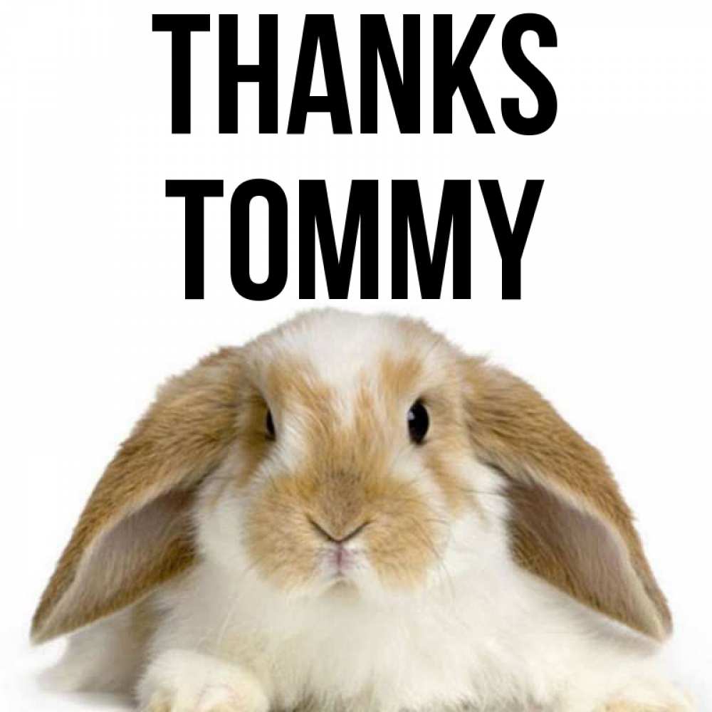 Greetings card с именем, Tommy Thanks коричнево белый заяц Greetings with text for free download 