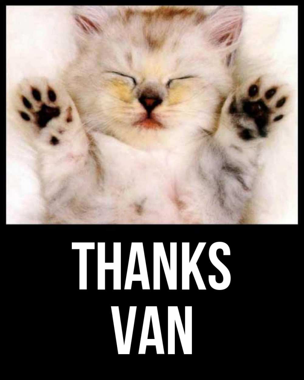 Greetings card с именем, Van Thanks маленький котенок Greetings with text for free download 