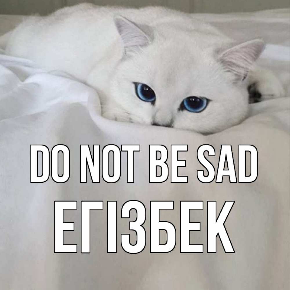 Greetings card с именем, Егізбек Do not be sad белый кот с голубыми глазами на белоснежной кровати Greetings with text for free download 