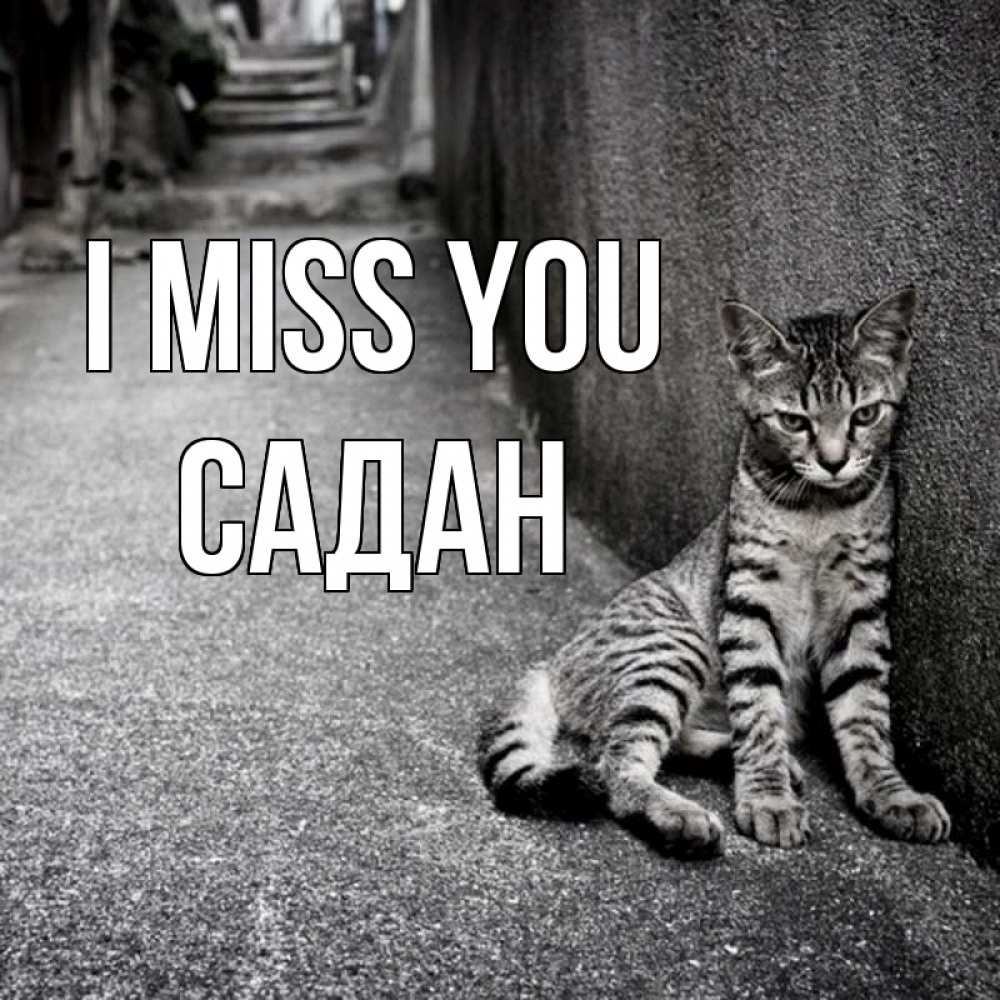 Greetings card с именем, САДАН I miss you одиноко котику Greetings with text for free download 