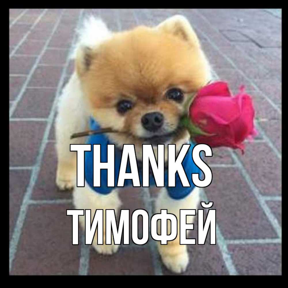 Greetings card с именем, Тимофей Thanks спасибо и дарю тебе цветок Greetings with text for free download 