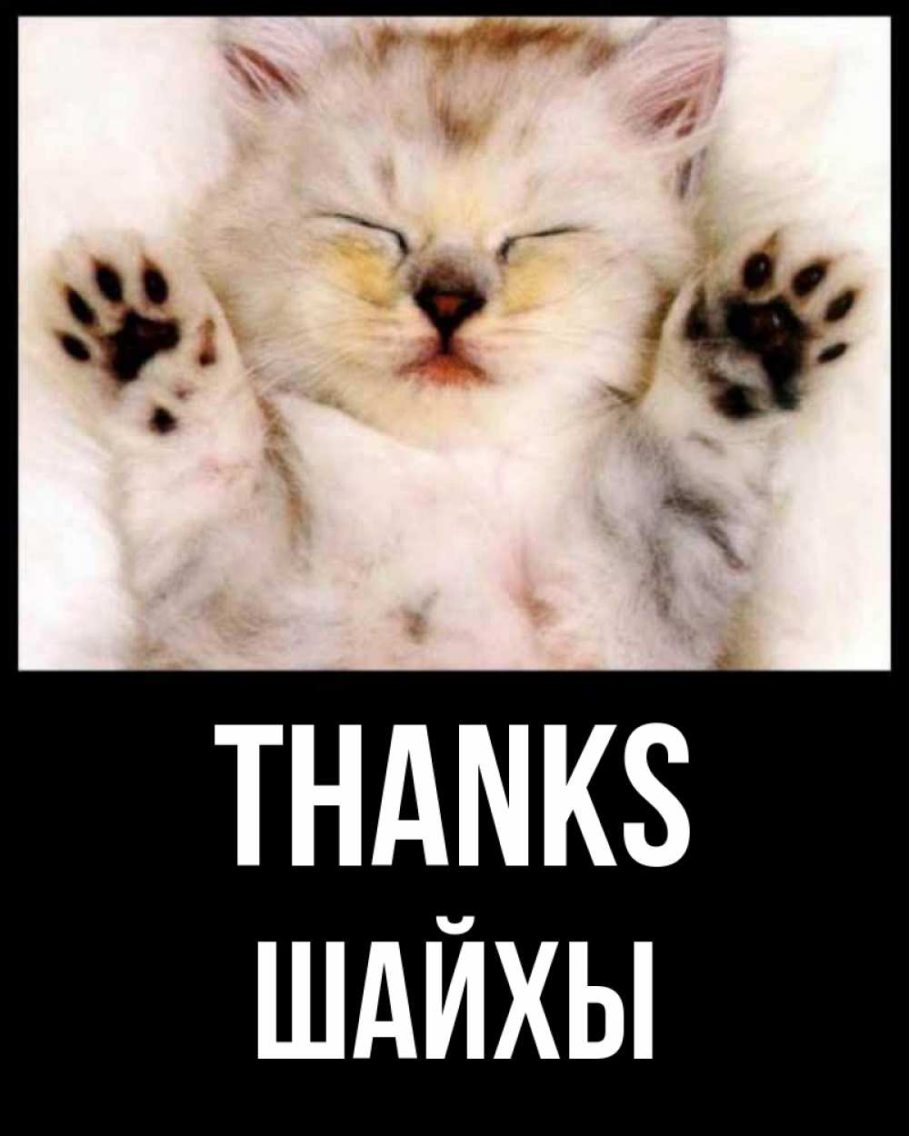 Greetings card с именем, ШАЙХЫ Thanks маленький котенок Greetings with text for free download 
