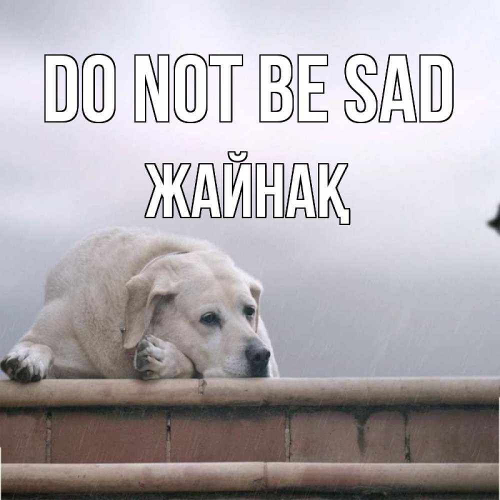 Greetings card с именем, Жайнақ Do not be sad белый пес 1 Greetings with text for free download 