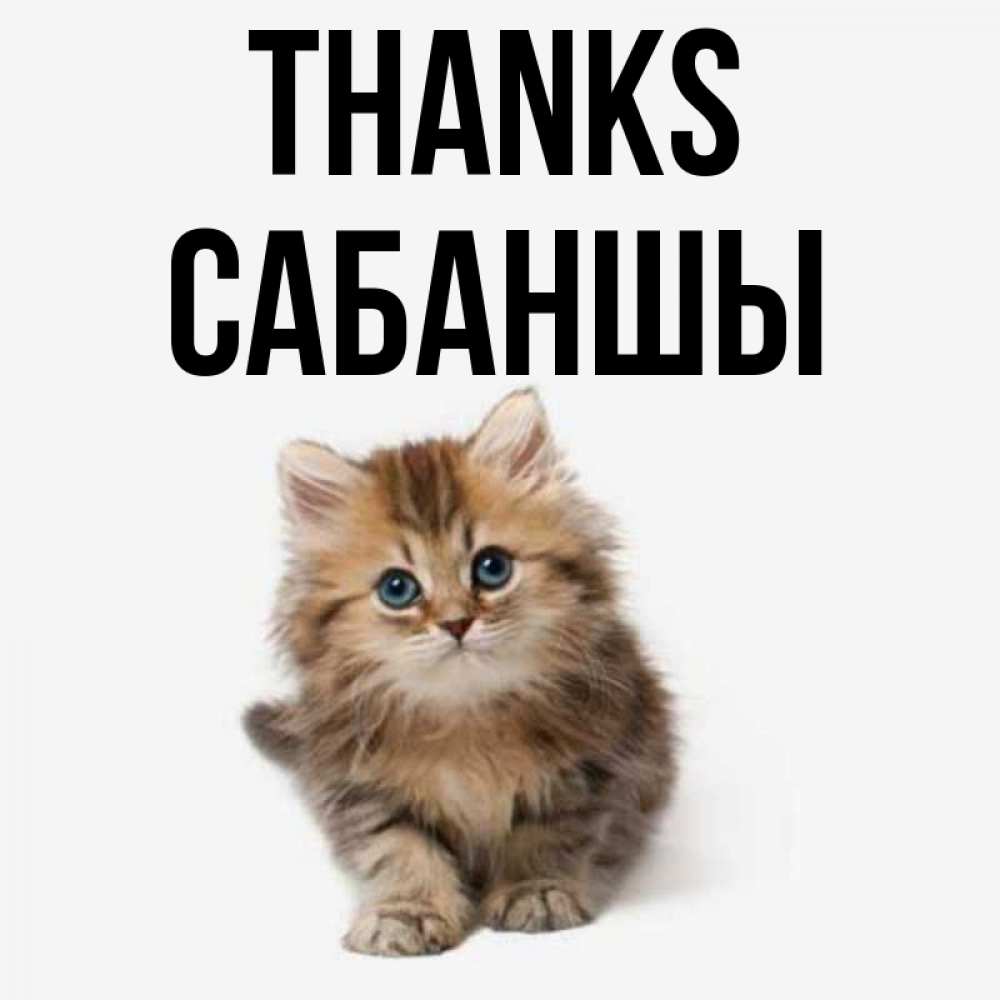 Greetings card с именем, САБАНШЫ Thanks пушистый котик Greetings with text for free download 