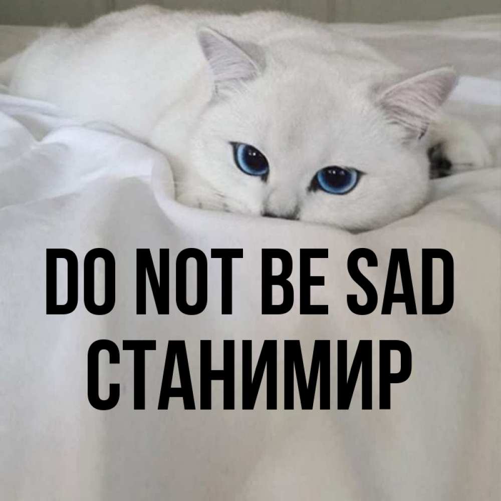 Greetings card с именем, Станимир Do not be sad Голубоглазая кошка Greetings with text for free download 