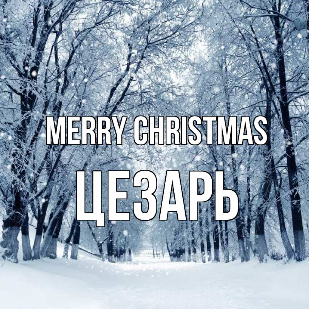 Greetings card с именем, Цезарь Merry Christmas снег, лес, парк Greetings with text for free download 