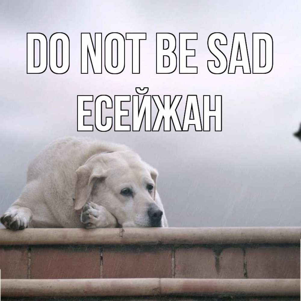Greetings card с именем, Есейжан Do not be sad белый пес 1 Greetings with text for free download 