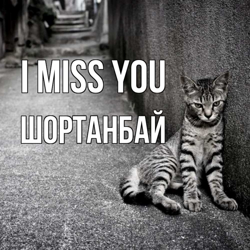 Greetings card с именем, ШОРТАНБАЙ I miss you одиноко котику Greetings with text for free download 