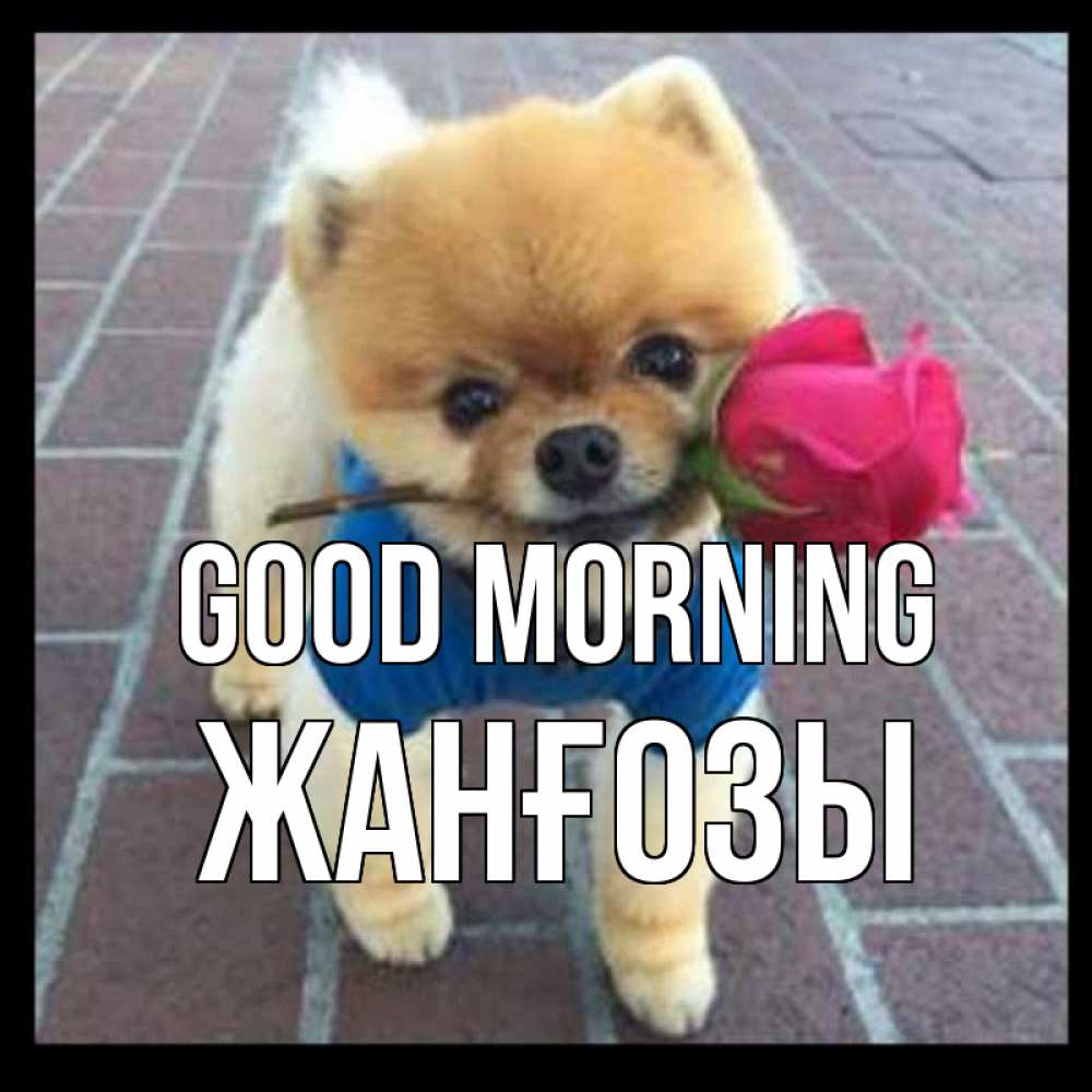 Greetings card с именем, Жанғозы Good morning роза в зубах Greetings with text for free download 
