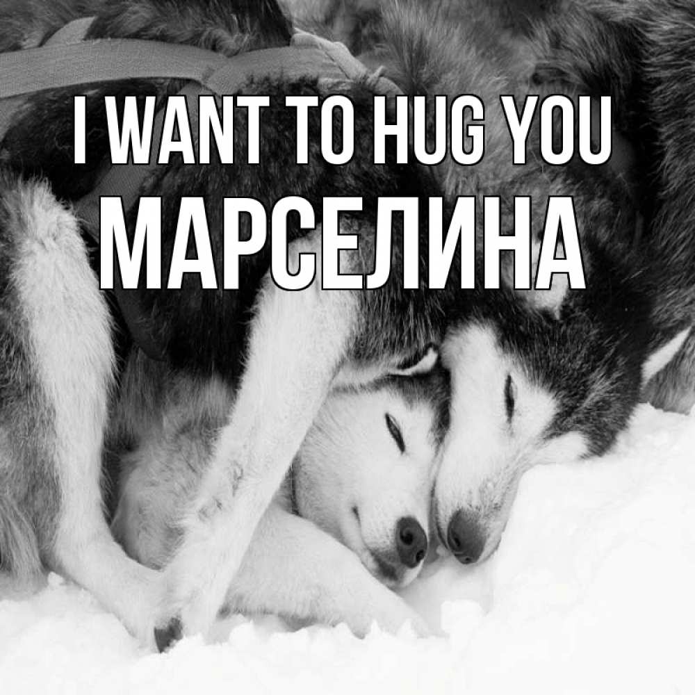 Greetings card с именем, Марселина I want to hug you собачки в упряжке Greetings with text for free download 