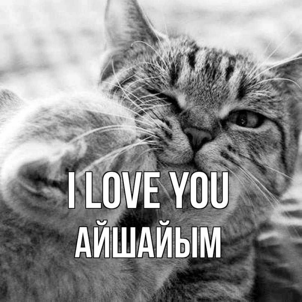 Greetings card с именем, АЙШАЙЫМ I love you коты Greetings with text for free download 