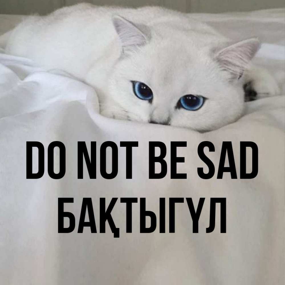 Greetings card с именем, БАҚТЫГҮЛ Do not be sad Голубоглазая кошка Greetings with text for free download 