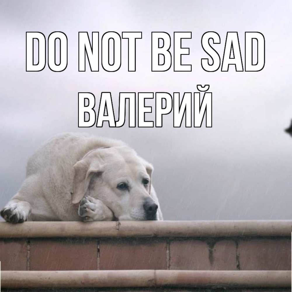Greetings card с именем, Валерий Do not be sad белый пес 1 Greetings with text for free download 