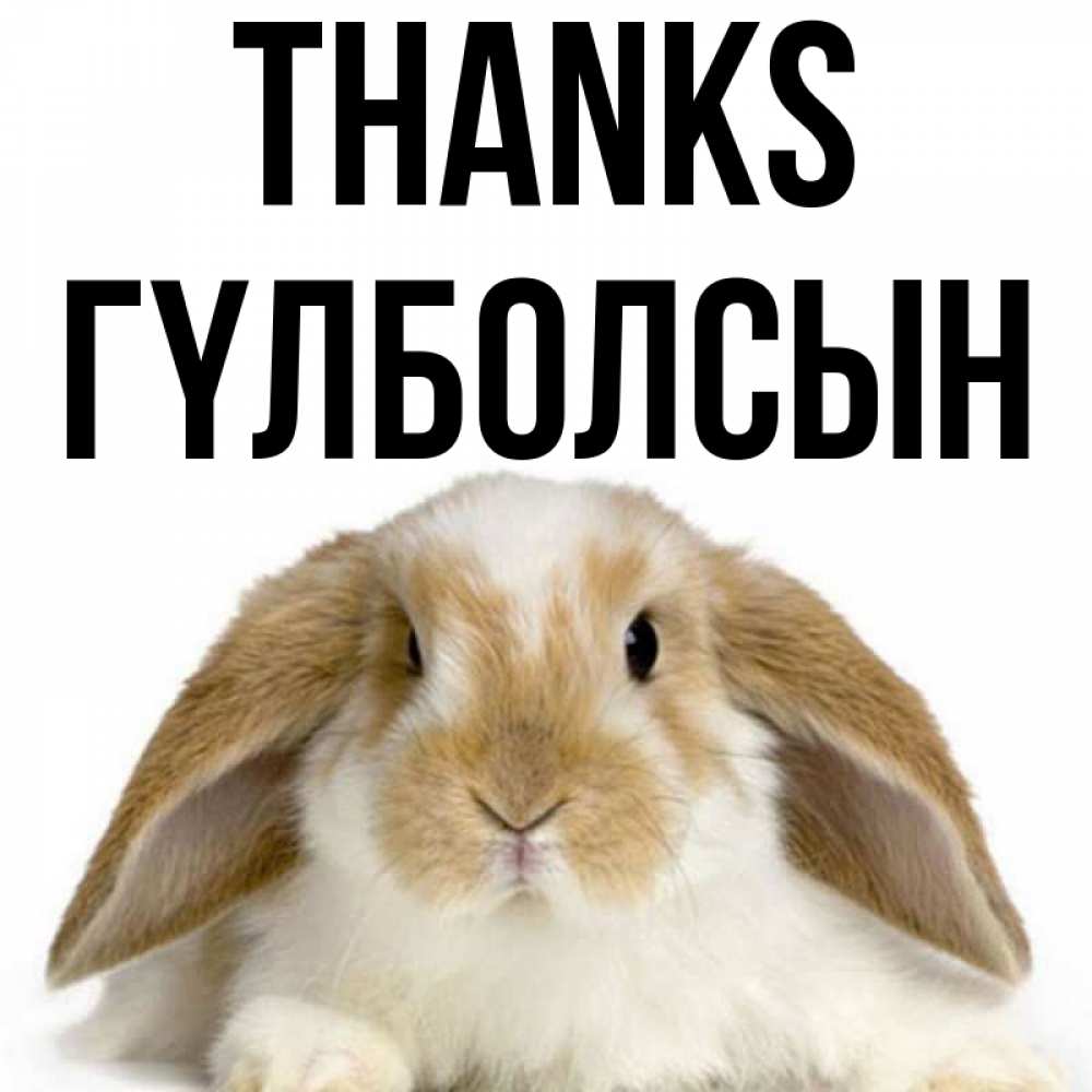 Greetings card с именем, ГҮЛБОЛСЫН Thanks коричнево белый заяц Greetings with text for free download 