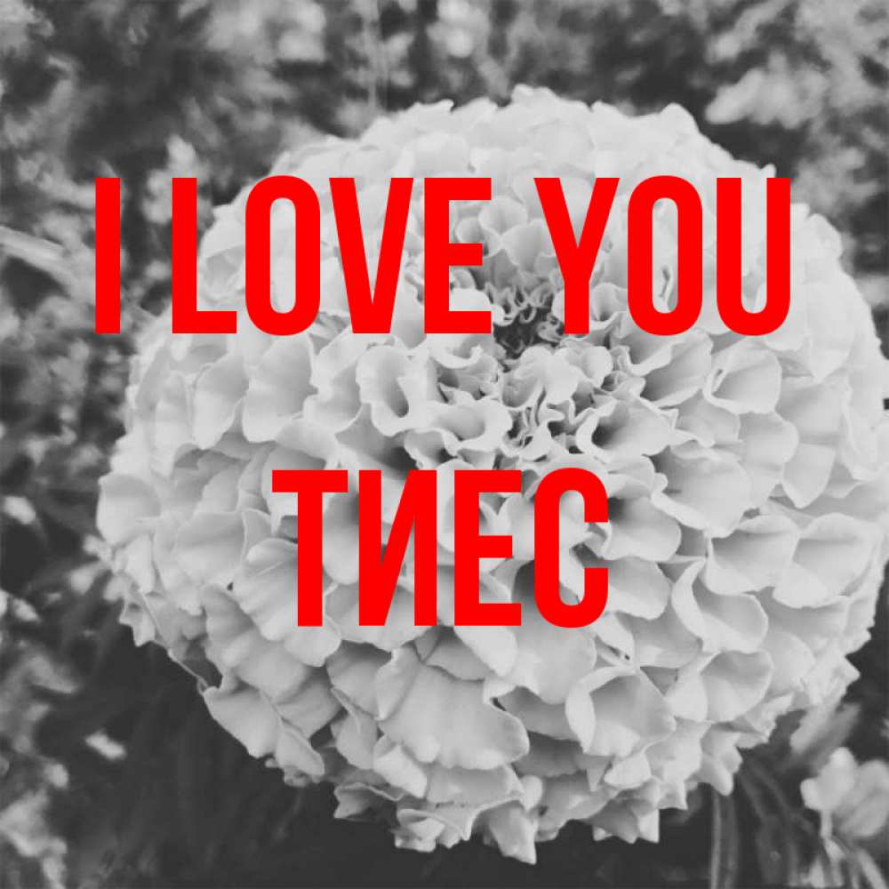 Greetings card с именем, ТИЕС I love you подпись Greetings with text for free download 