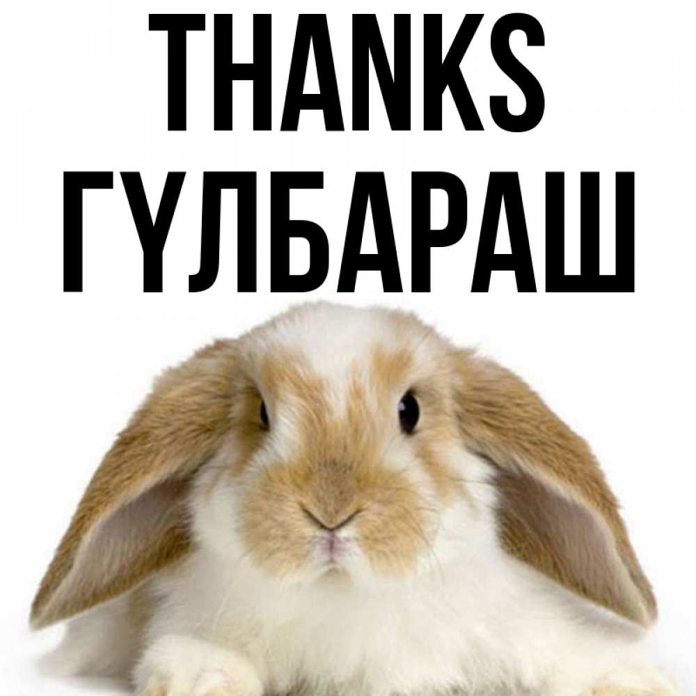 Greetings card с именем, ГҮЛБАРАШ Thanks коричнево белый заяц Greetings with text for free download 