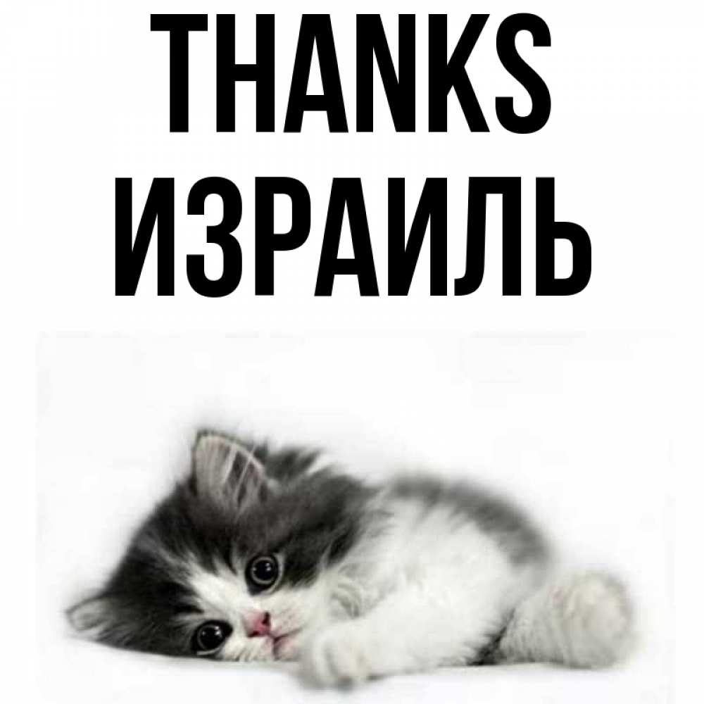 Greetings card с именем, Израиль Thanks черный и белый кот Greetings with text for free download 