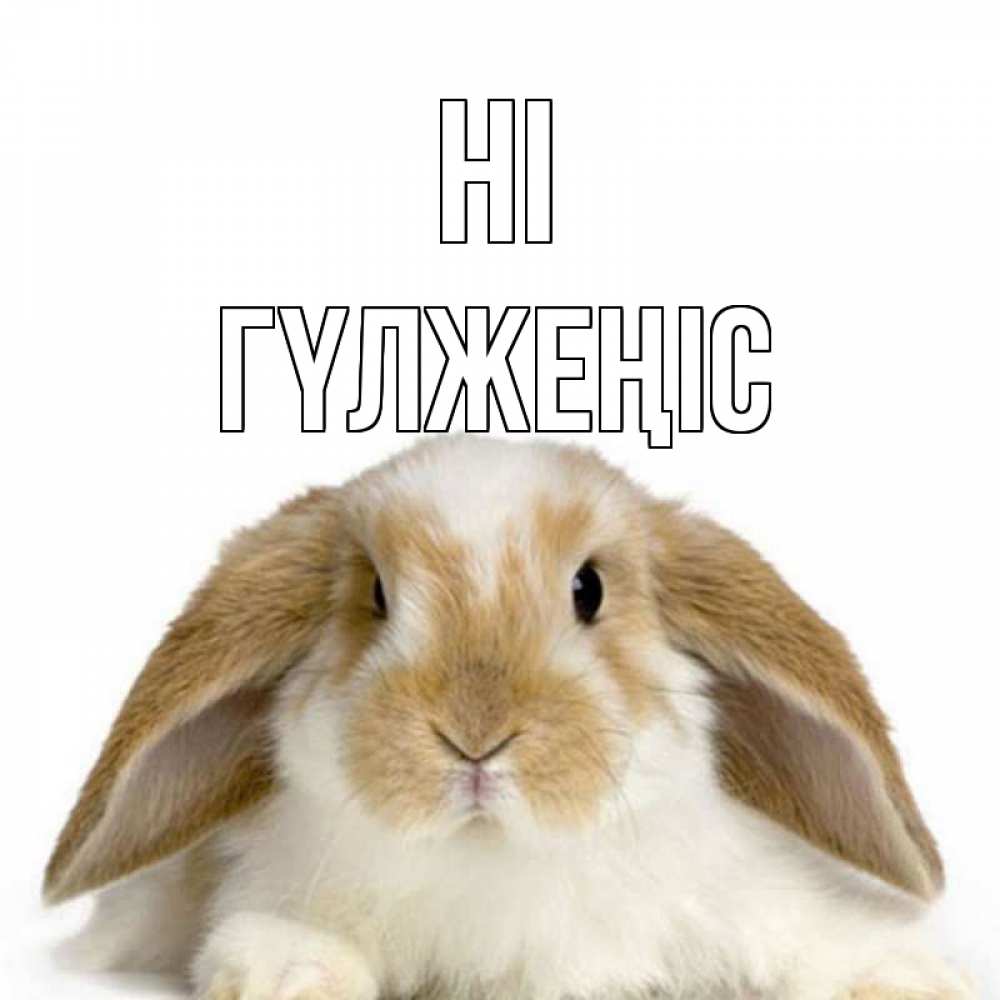 Greetings card с именем, ГҮЛЖЕҢІС Hi с животными Greetings with text for free download 