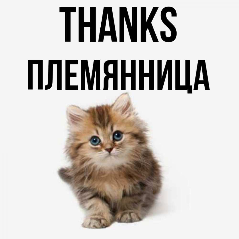 Greetings card с именем, Племянница Thanks пушистый котик Greetings with text for free download 