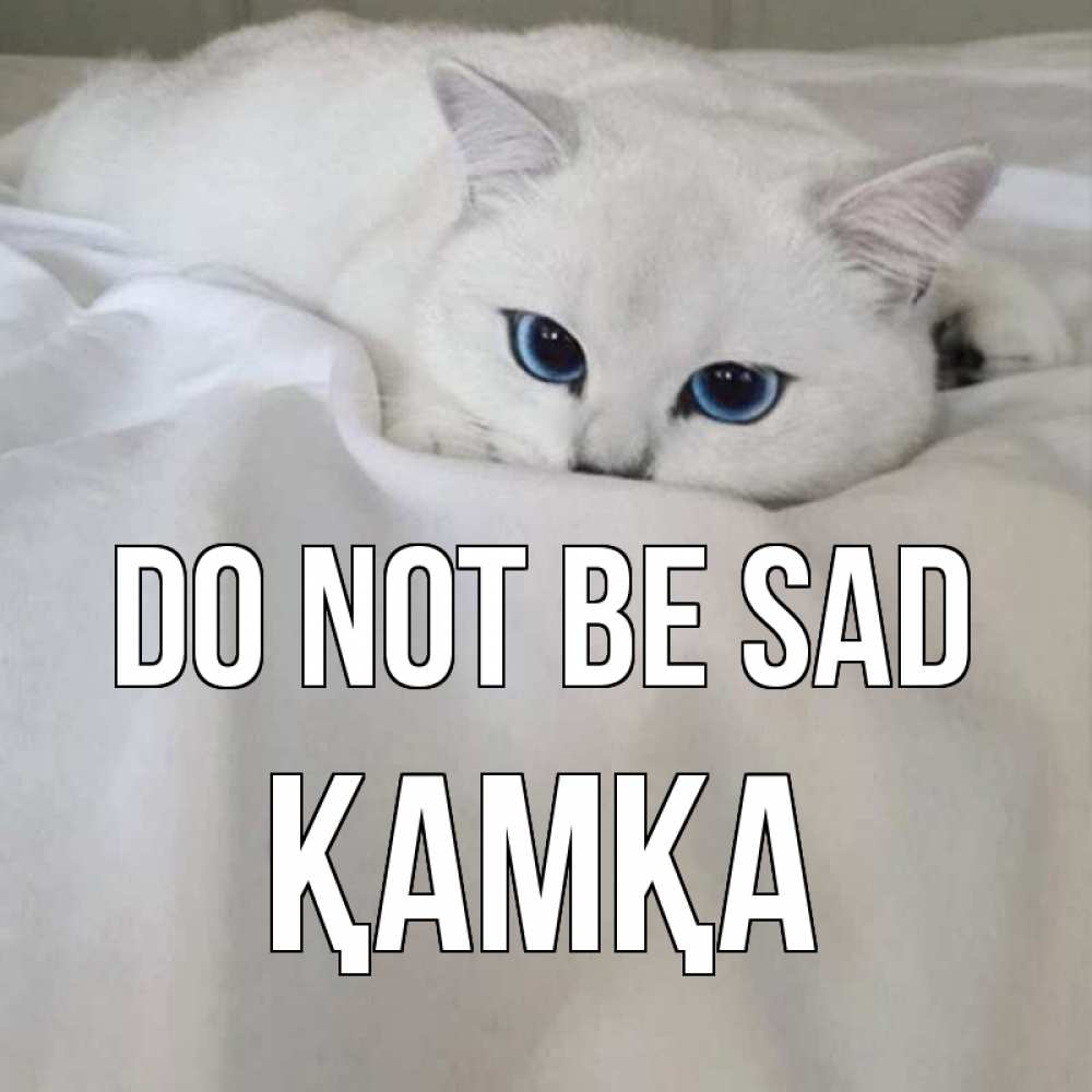 Greetings card с именем, ҚАМҚА Do not be sad белый кот с голубыми глазами на белоснежной кровати Greetings with text for free download 