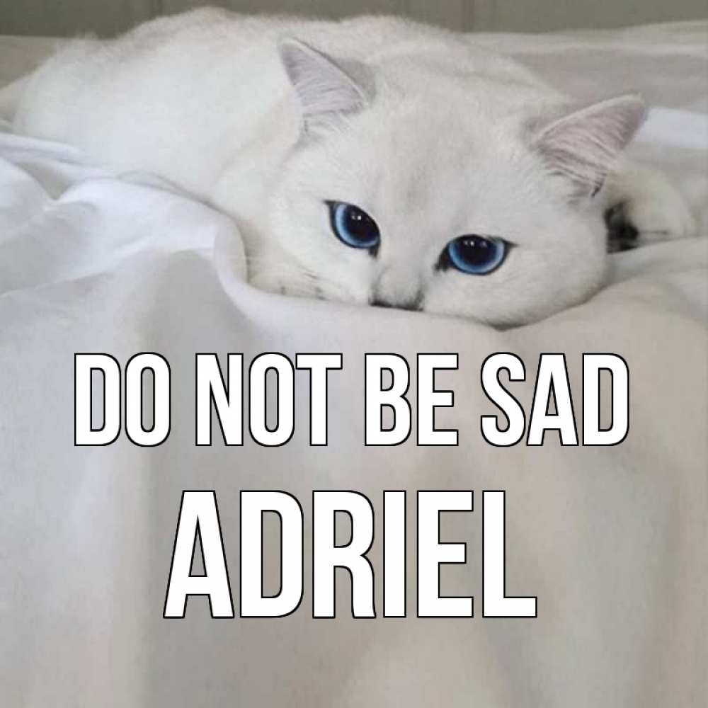 Greetings card с именем, Adriel Do not be sad белый кот с голубыми глазами на белоснежной кровати Greetings with text for free download 