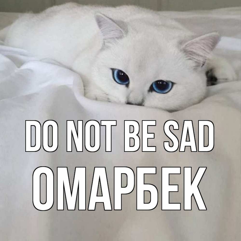 Greetings card с именем, ОМАРБЕК Do not be sad белый кот с голубыми глазами на белоснежной кровати Greetings with text for free download 