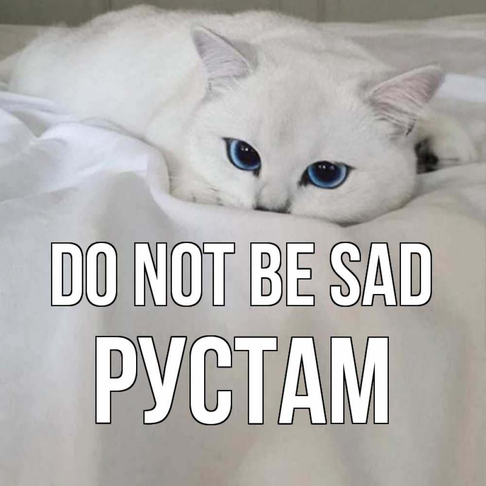 Greetings card с именем, Рустам Do not be sad белый кот с голубыми глазами на белоснежной кровати Greetings with text for free download 