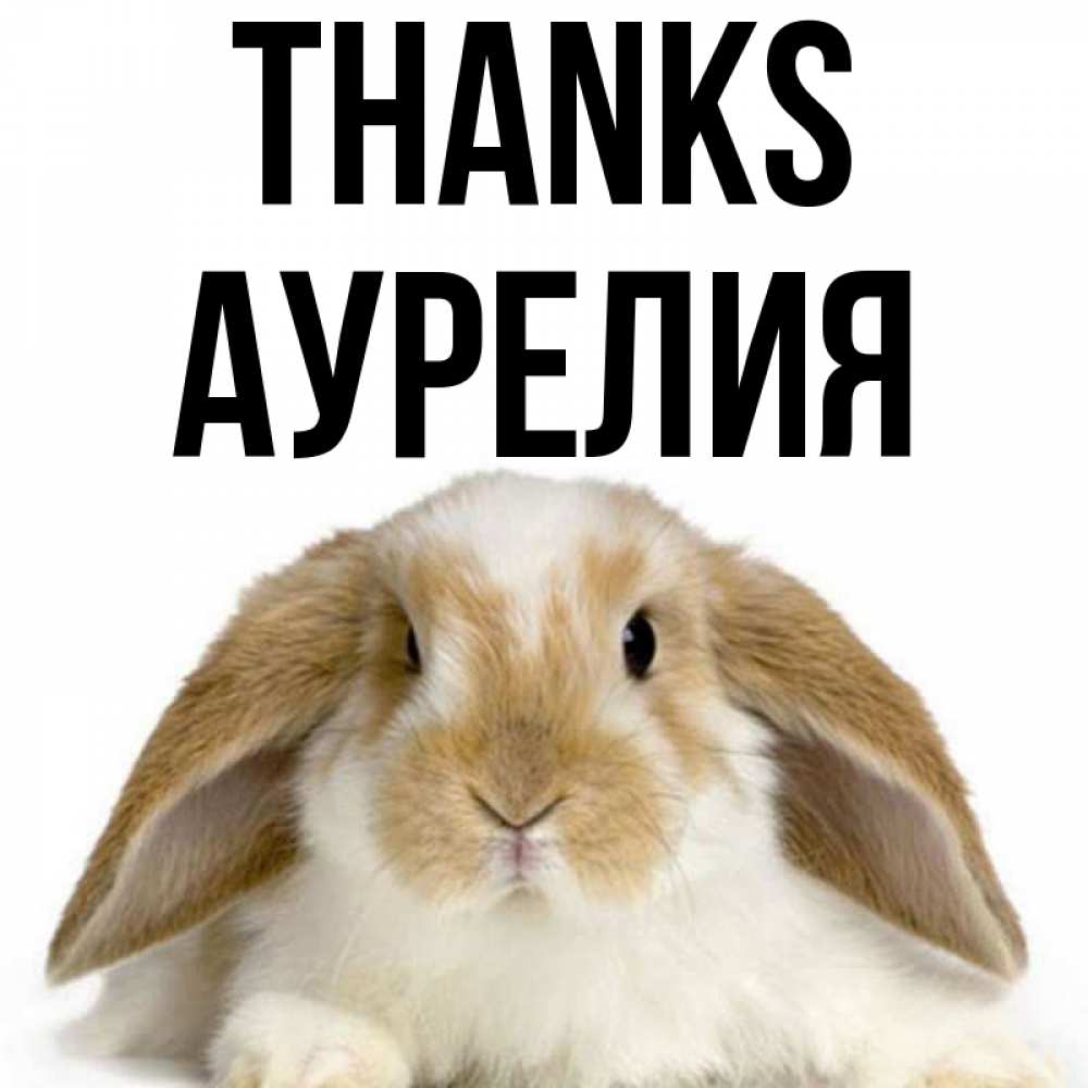 Greetings card с именем, Аурелия Thanks коричнево белый заяц Greetings with text for free download 