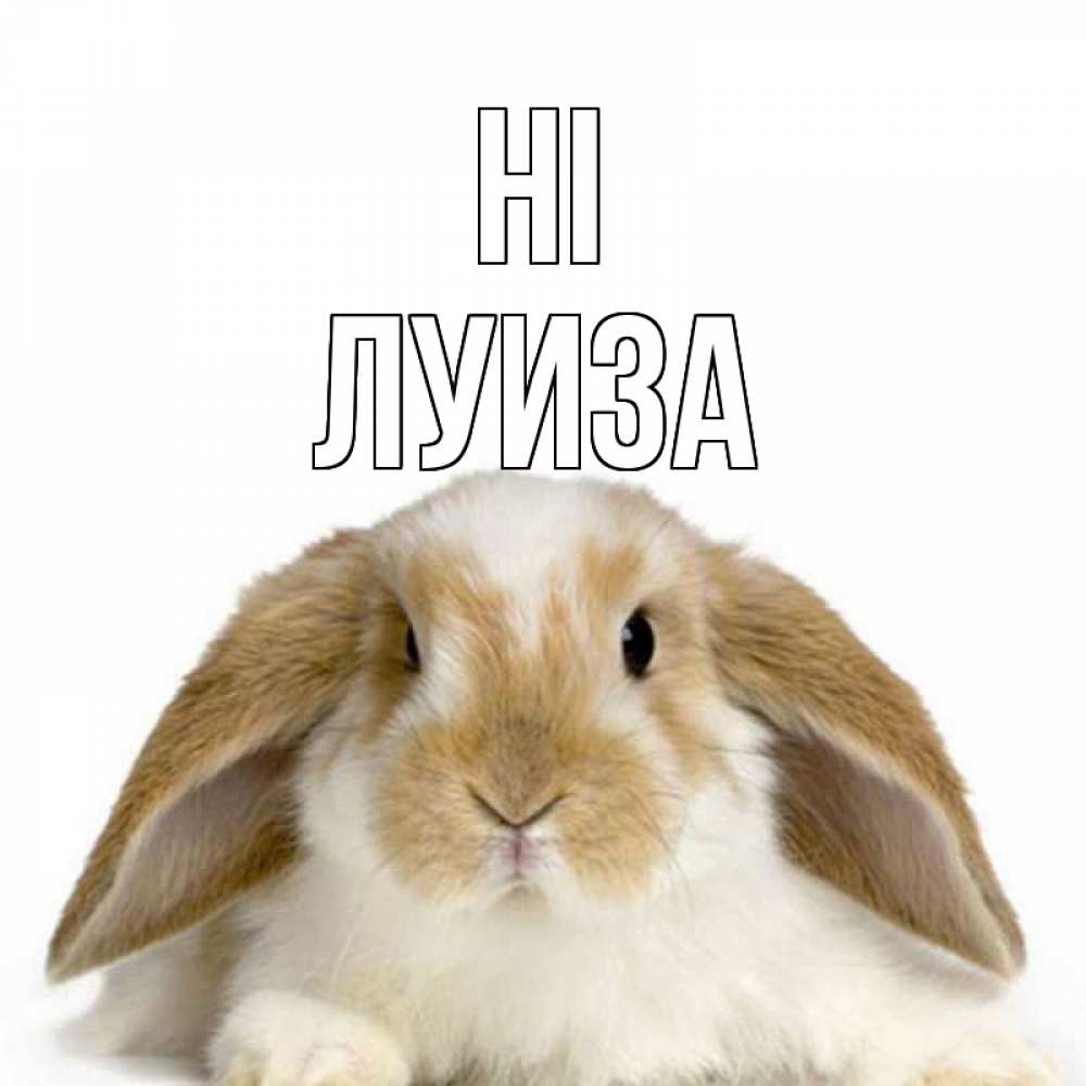 Greetings card с именем, Луиза Hi с животными Greetings with text for free download 