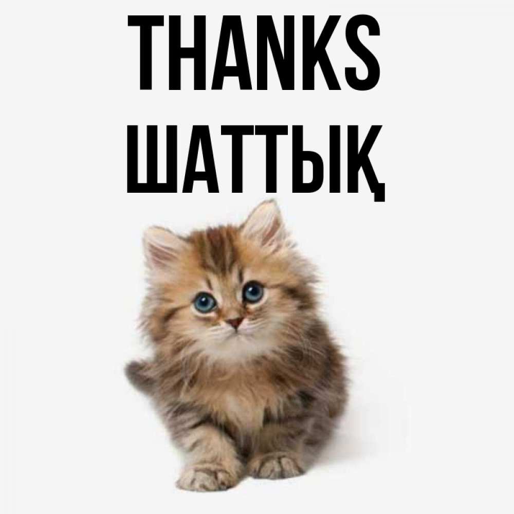 Greetings card с именем, ШАТТЫҚ Thanks пушистый котик Greetings with text for free download 