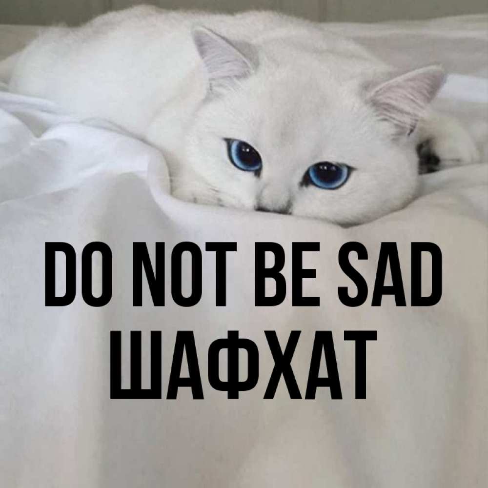 Greetings card с именем, ШАФХАТ Do not be sad Голубоглазая кошка Greetings with text for free download 