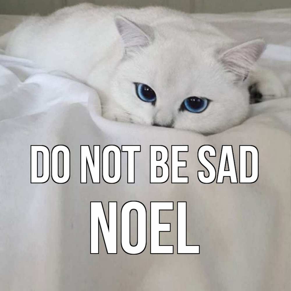 Greetings card с именем, Noel Do not be sad белый кот с голубыми глазами на белоснежной кровати Greetings with text for free download 