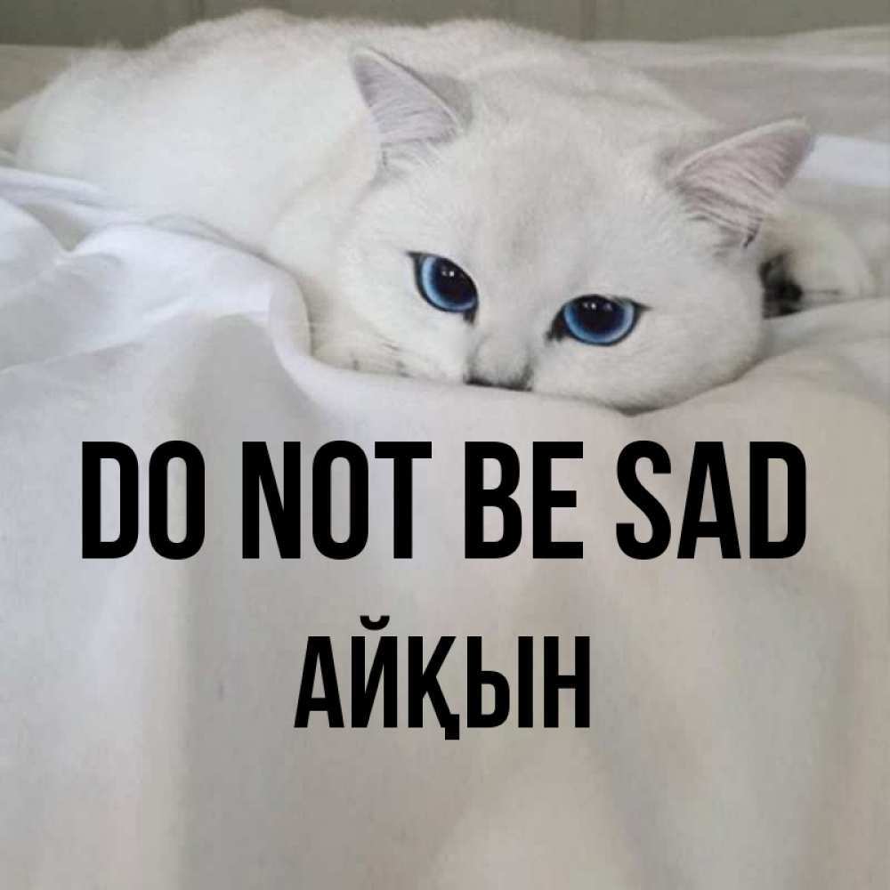 Greetings card с именем, Айқын Do not be sad Голубоглазая кошка Greetings with text for free download 