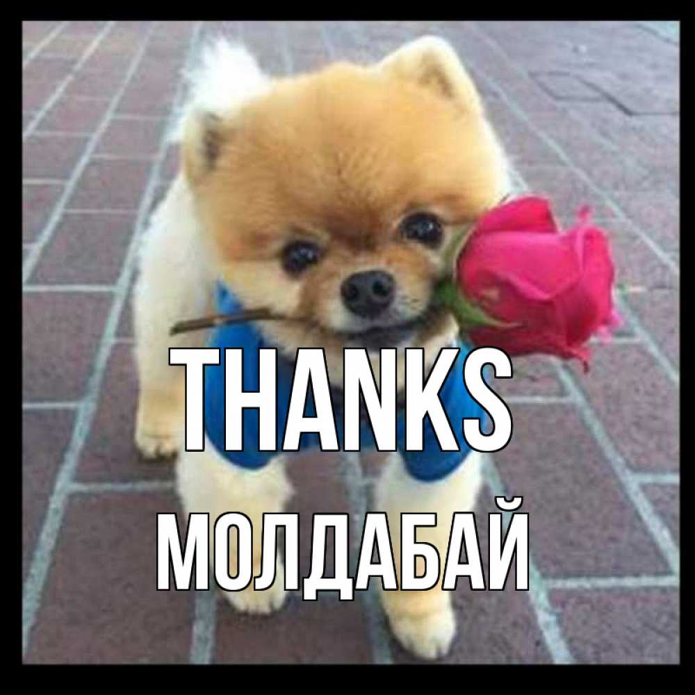 Greetings card с именем, МОЛДАБАЙ Thanks спасибо и дарю тебе цветок Greetings with text for free download 