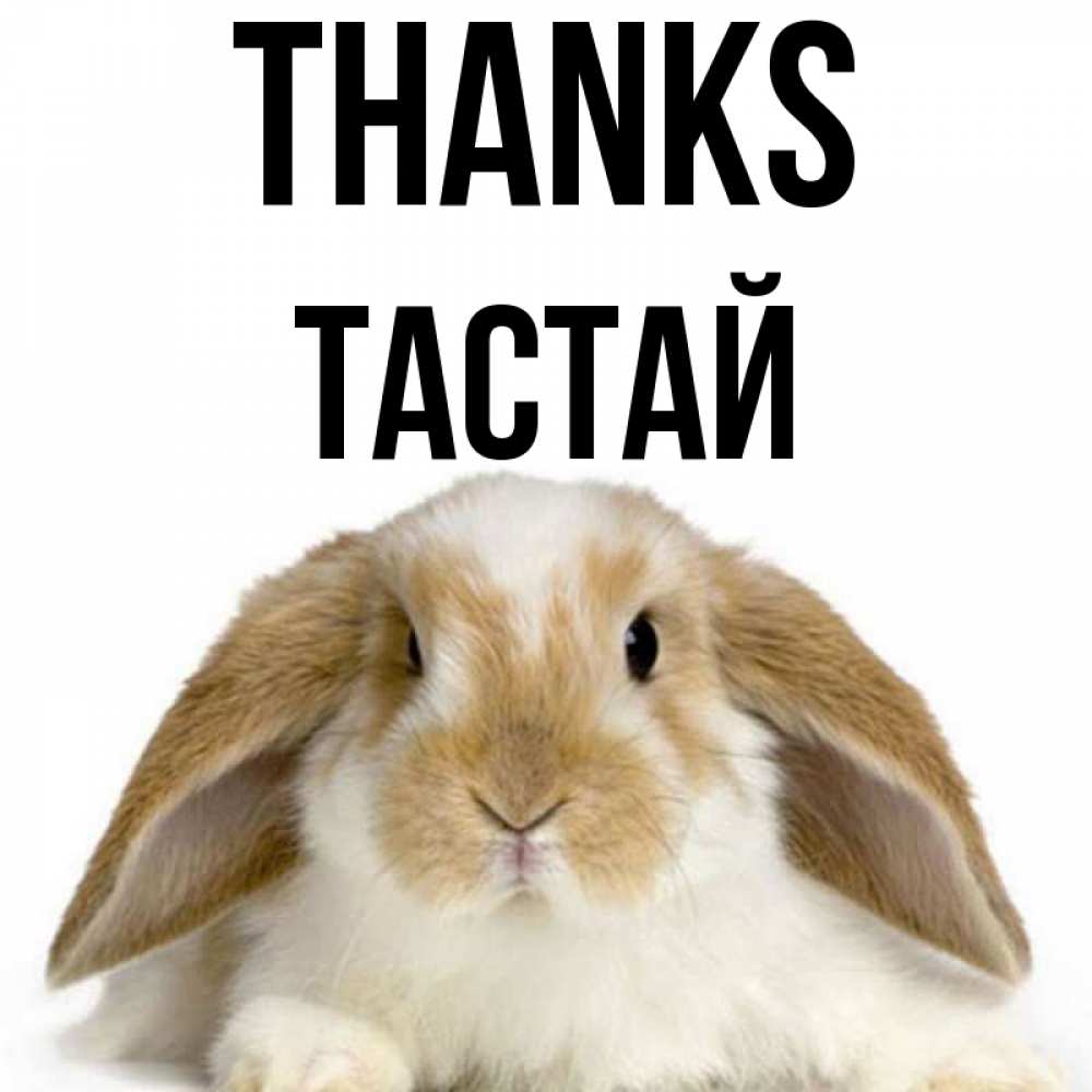 Greetings card с именем, ТАСТАЙ Thanks коричнево белый заяц Greetings with text for free download 