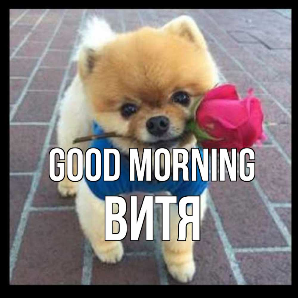 Greetings card с именем, Витя Good morning роза в зубах Greetings with text for free download 