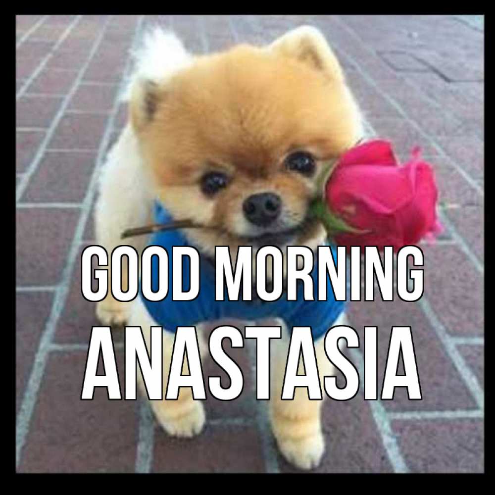 Greetings card с именем, Anastasia Good morning роза в зубах Greetings with text for free download 