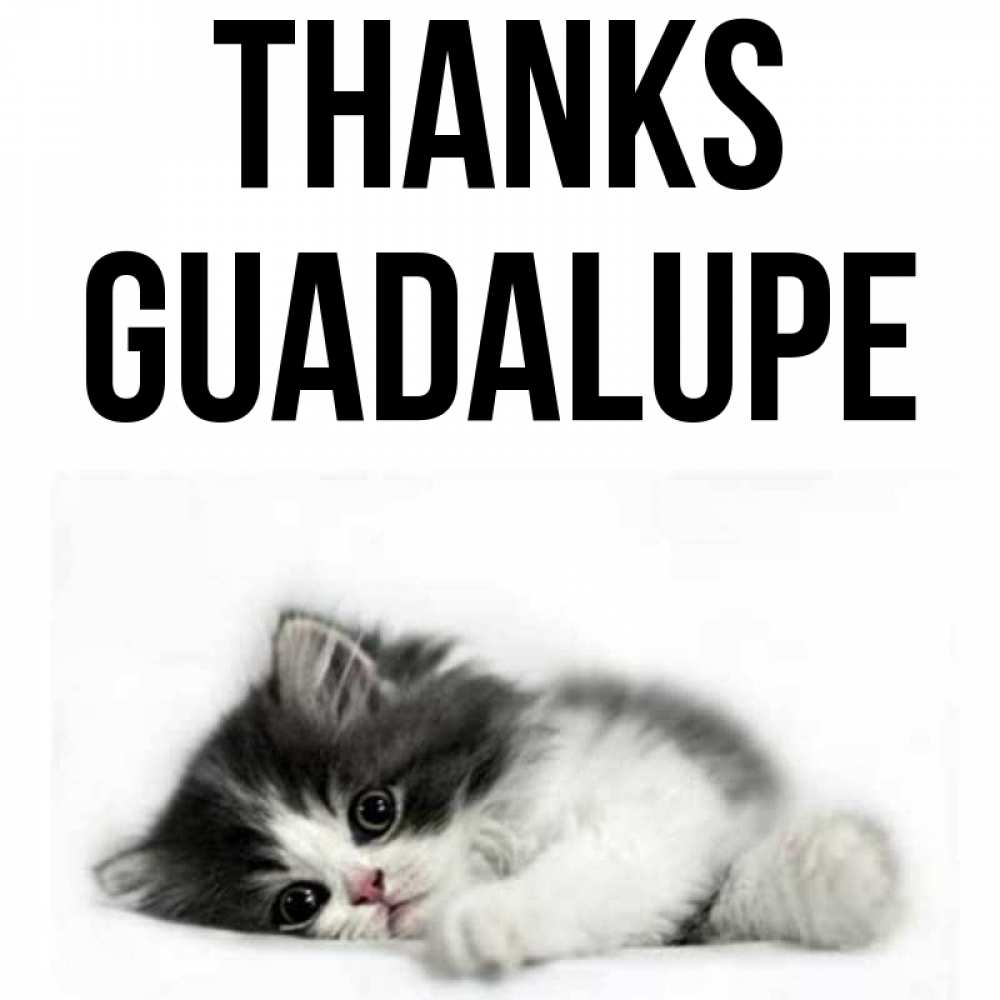 Greetings card с именем, Guadalupe Thanks черный и белый кот Greetings with text for free download 