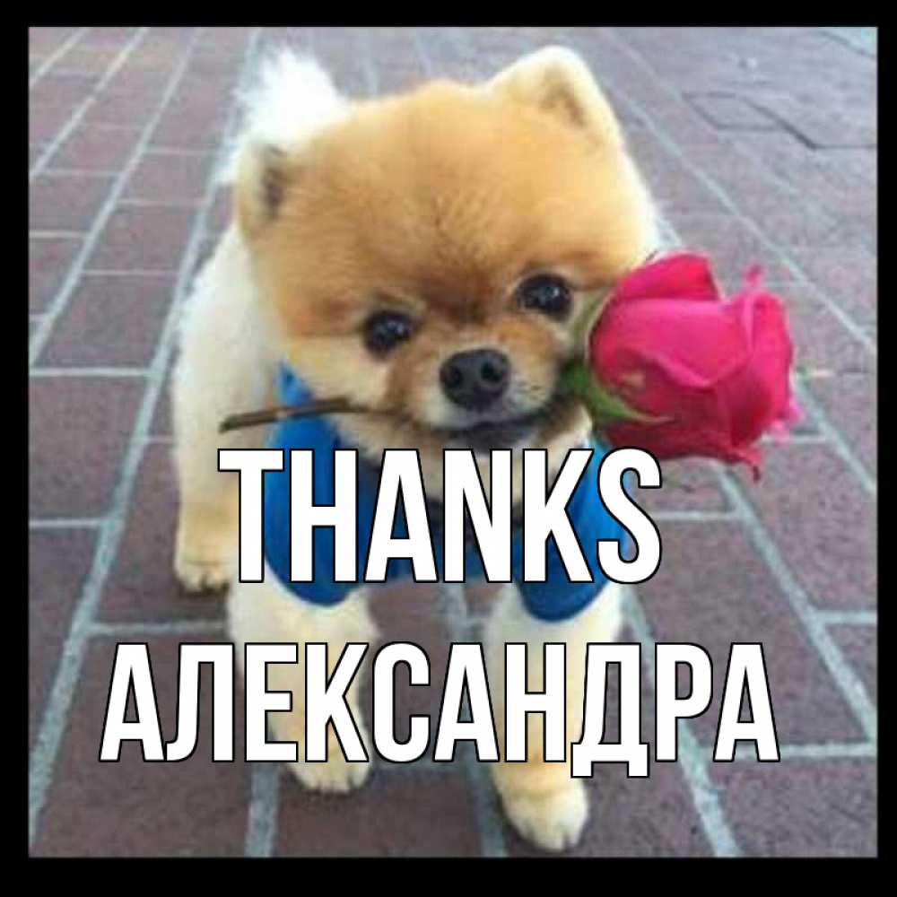 Greetings card с именем, Александра Thanks спасибо и дарю тебе цветок Greetings with text for free download 
