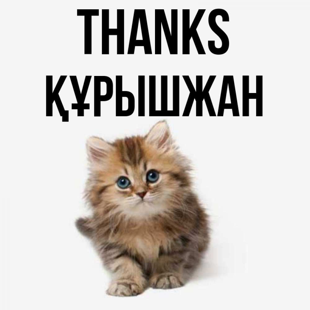 Greetings card с именем, ҚҰРЫШЖАН Thanks пушистый котик Greetings with text for free download 
