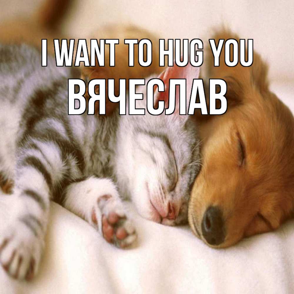 Greetings card с именем, Вячеслав I want to hug you пес и котенок Greetings with text for free download 