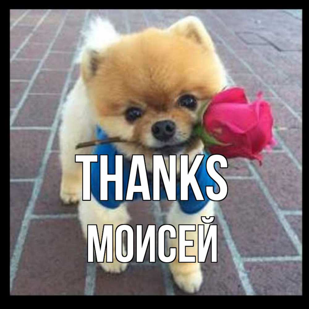 Greetings card с именем, Моисей Thanks спасибо и дарю тебе цветок Greetings with text for free download 