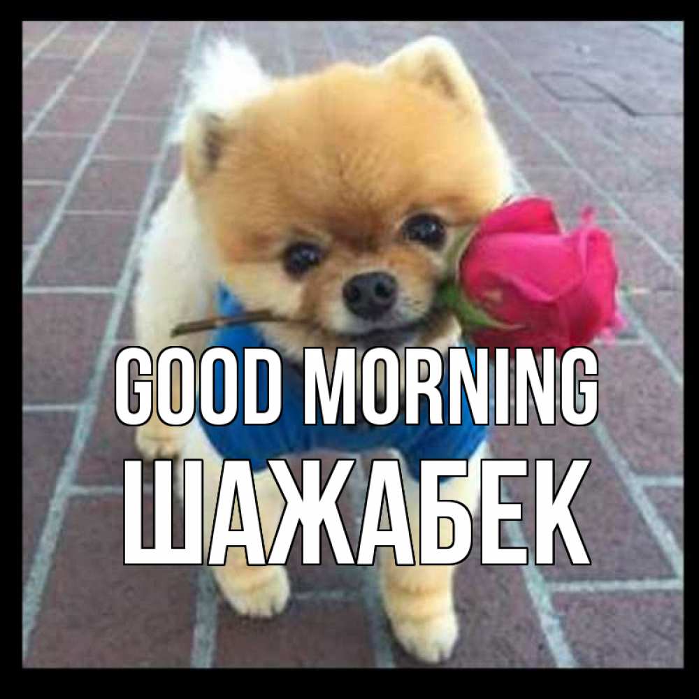 Greetings card с именем, ШАЖАБЕК Good morning роза в зубах Greetings with text for free download 