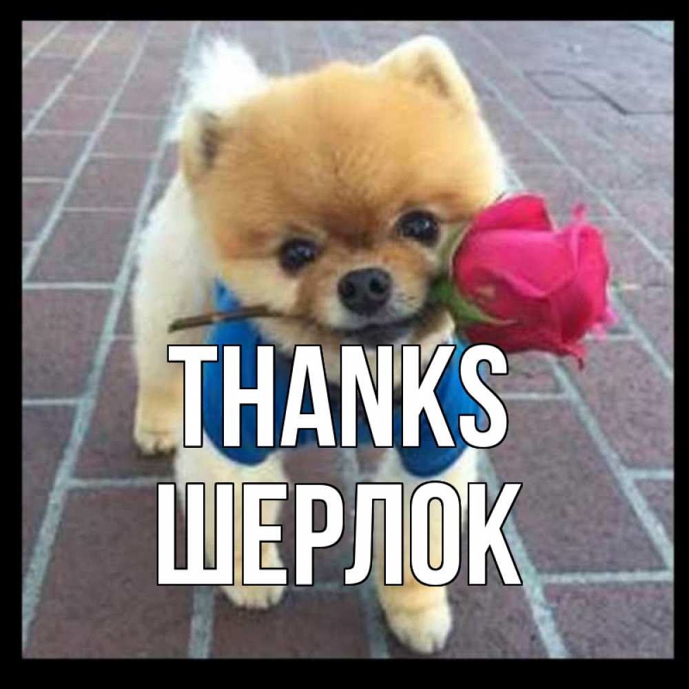 Greetings card с именем, Шерлок Thanks спасибо и дарю тебе цветок Greetings with text for free download 
