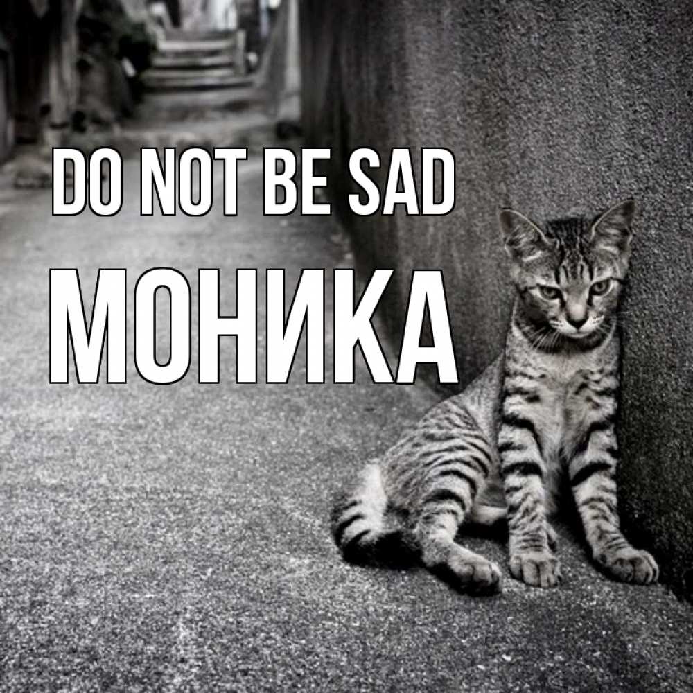 Greetings card с именем, Моника Do not be sad скучающий котик Greetings with text for free download 