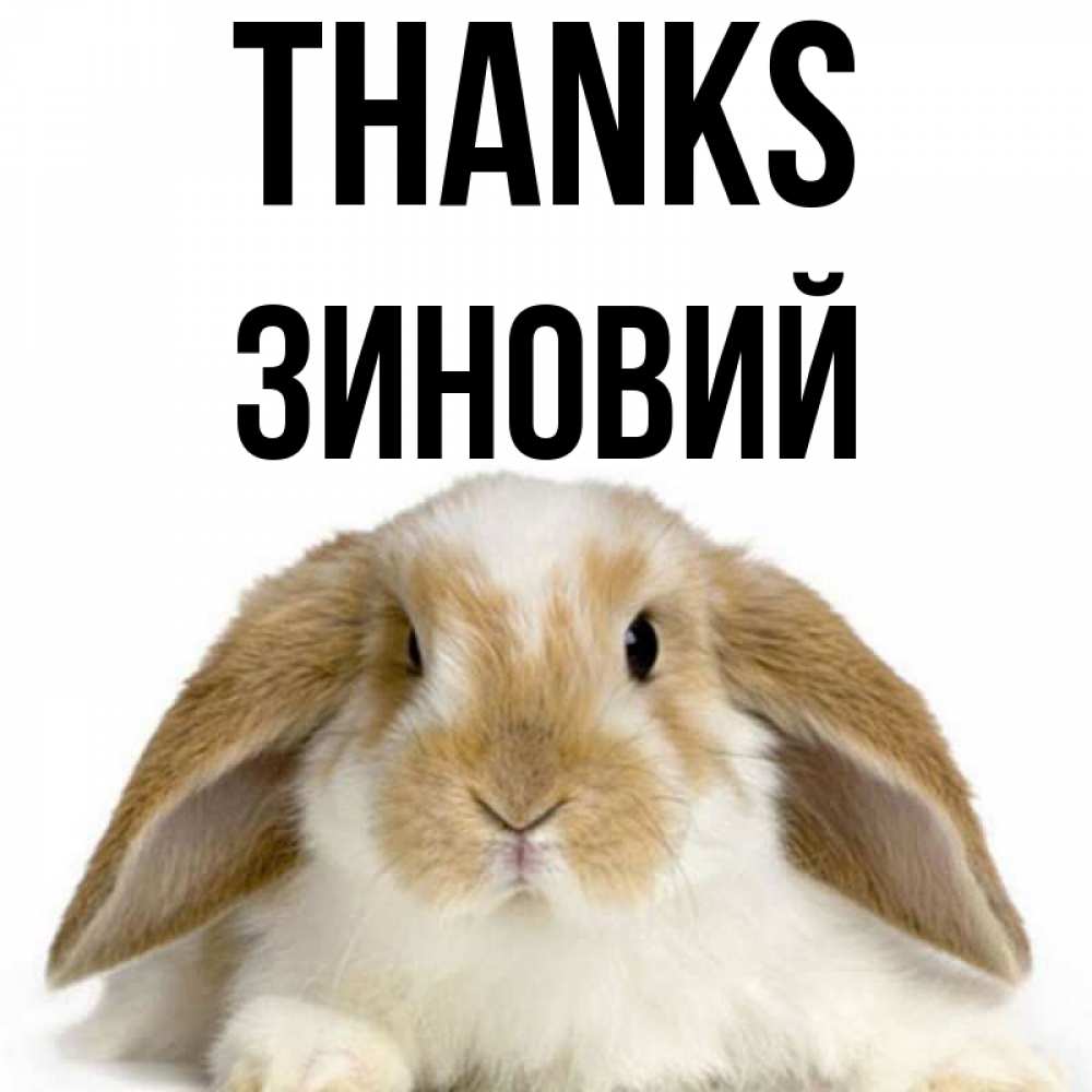 Greetings card с именем, Зиновий Thanks коричнево белый заяц Greetings with text for free download 