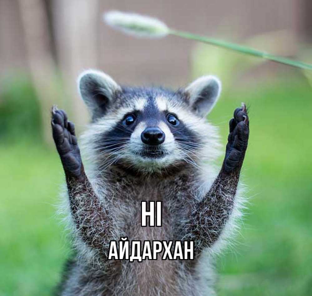 Greetings card с именем, Айдархан Hi животные Greetings with text for free download 