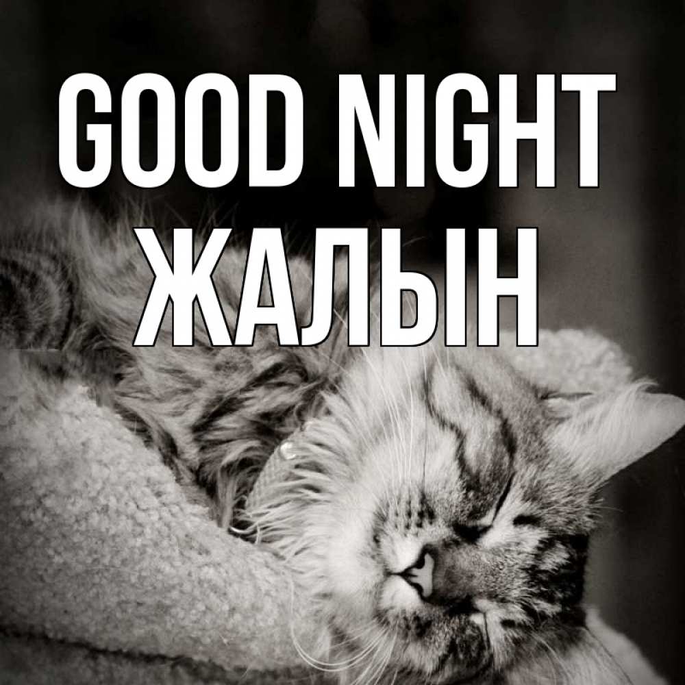 Greetings card с именем, Жалын Good night котярик пушистый Greetings with text for free download 
